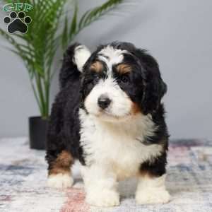 Biscuit, Mini Bernedoodle Puppy